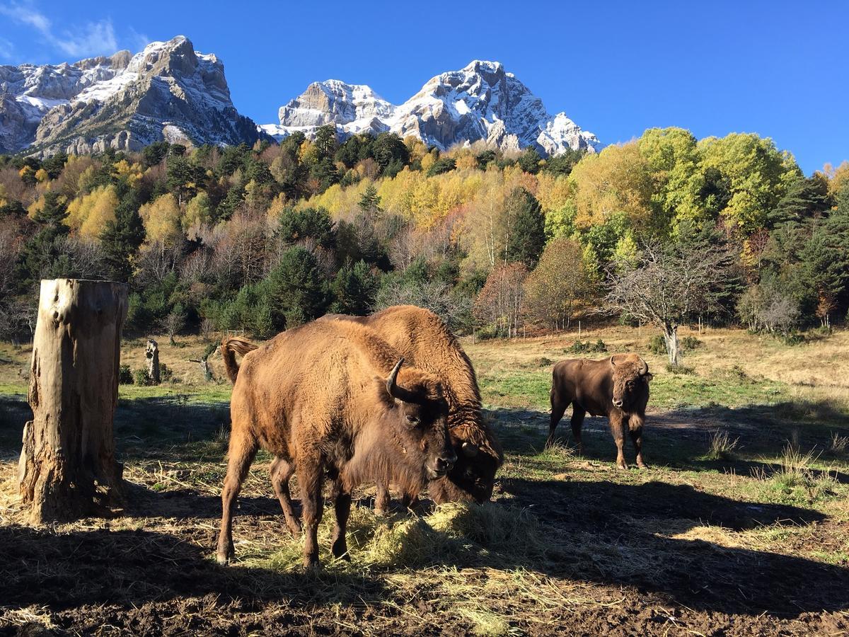 Snoe Aragon Hills Ξενοδοχείο Formigal Δωμάτιο φωτογραφία